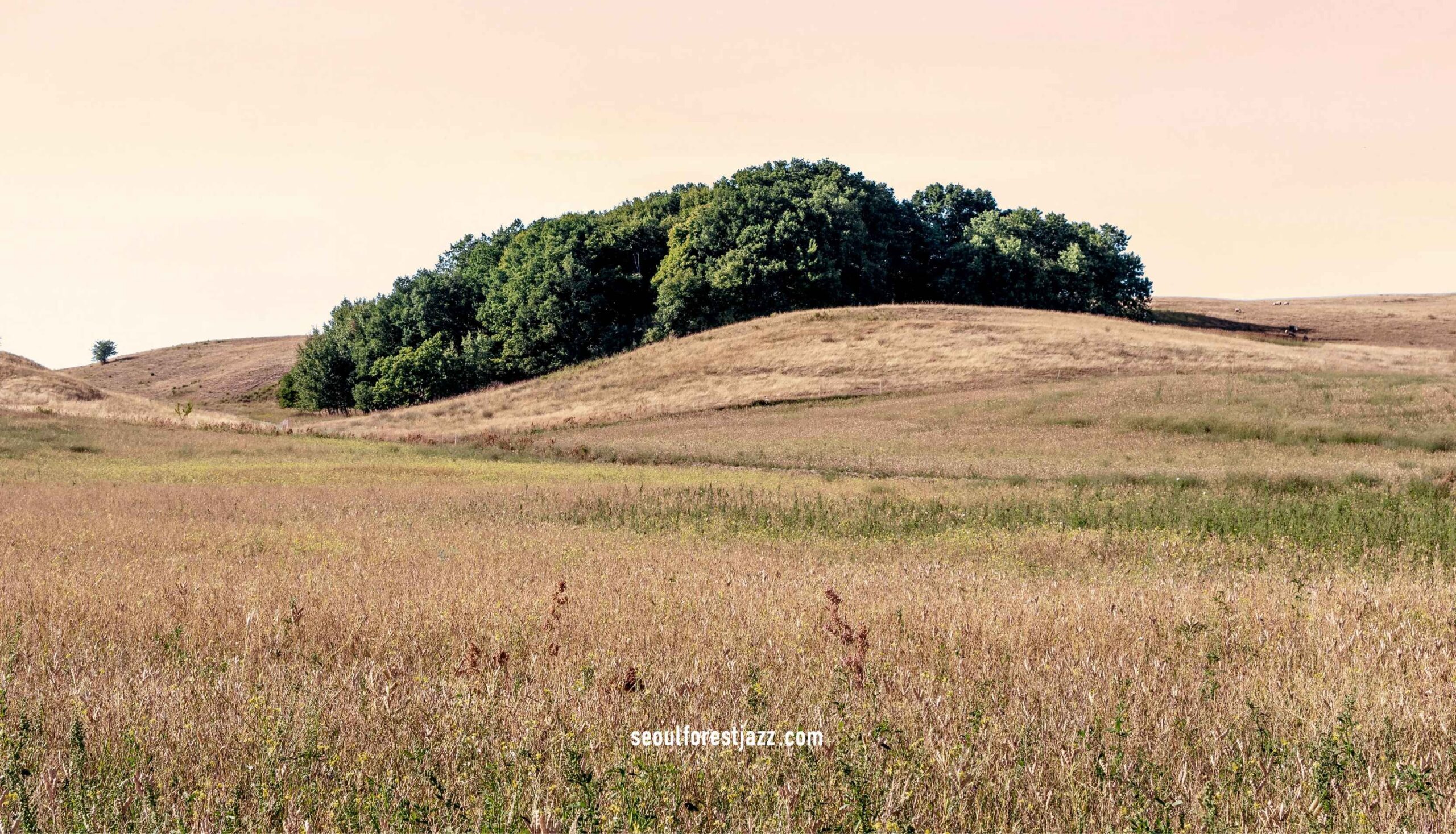 서울숲재즈페스티벌